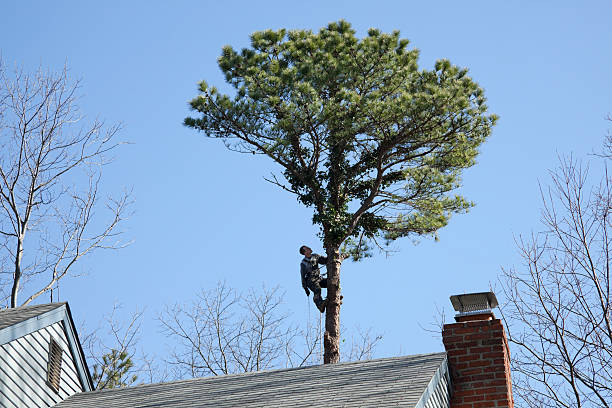 How Our Tree Care Process Works  in  Greenville, GA